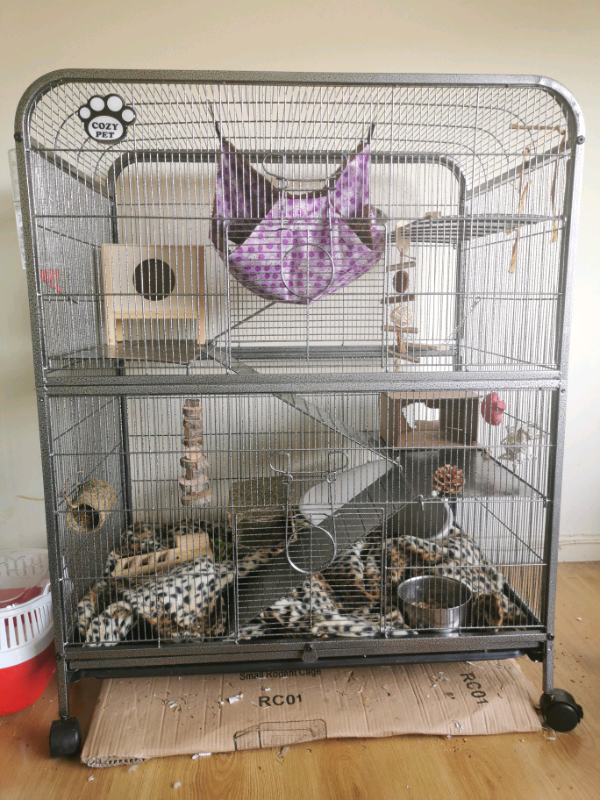 tiki cat tuna with pumpkin